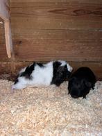Mooie jonge beertjes, Dieren en Toebehoren, Cavia, Juni, Mannelijk, Tam