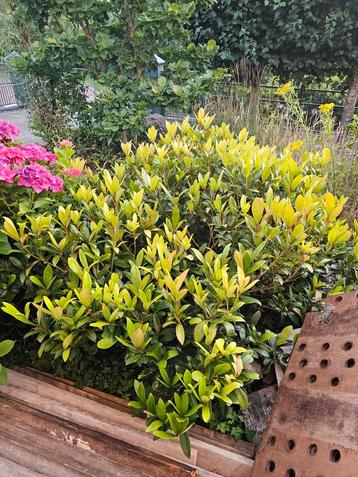 Rododendron struik beschikbaar voor biedingen