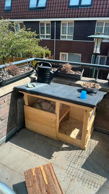 Konijnen met toebehoren beschikbaar voor biedingen