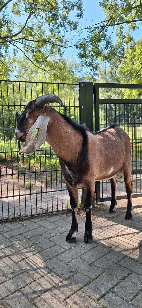 Nubische bok CL en CAE vrij, Dieren en Toebehoren, Schapen, Geiten en Varkens, Geit, Mannelijk, 0 tot 2 jaar