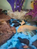 Borstelneus (Ancistrus dolichopterus), Dieren en Toebehoren, Vis