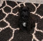 Maltipoo pups, maltezer x toy poedel, Dieren en Toebehoren, Parvo, Nederland, Overige rassen, 8 tot 15 weken