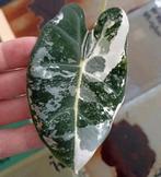 Alocasia frydek variegata! (2), Huis en Inrichting, Kamerplanten, Ophalen, Overige soorten, Halfschaduw, Minder dan 100 cm