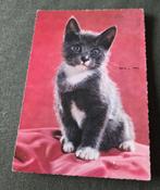 Snoezige grijs met witte kat, Verzenden, 1960 tot 1980, Gelopen, Hond of Kat