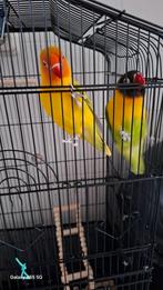 Twee vogels, Dieren en Toebehoren, Vogels | Parkieten en Papegaaien, Meerdere dieren, Dwergpapegaai of Agapornis, Pratend