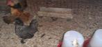 Trio Serama kippetjes, Dieren en Toebehoren, Pluimvee, Meerdere dieren, Kip
