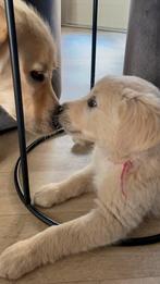 Golden Retriever pups, Dieren en Toebehoren, Golden retriever, Meerdere, Meerdere dieren, Nederland