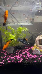 Molly baby visjes, Vis