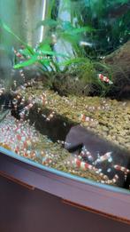 Crystal Red garnaaltjes  € 1,50, Dieren en Toebehoren, Kreeft, Krab of Garnaal