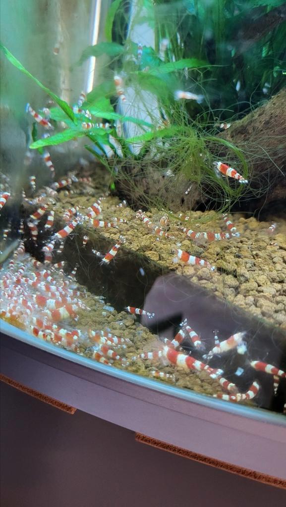 Crystal Red garnaaltjes  € 1,50, Dieren en Toebehoren, Vissen | Aquariumvissen, Kreeft, Krab of Garnaal