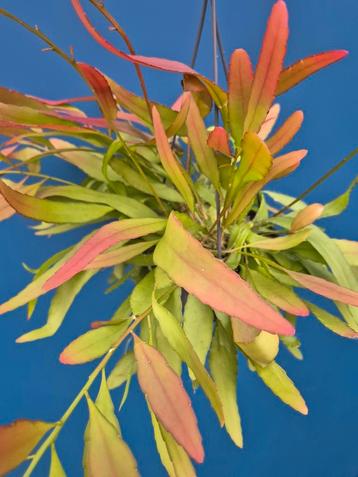 Rhipsalis Red Coral p14  beschikbaar voor biedingen