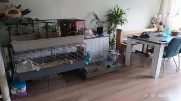 Vakantie opvang voor cavia's of hamsters beschikbaar voor biedingen