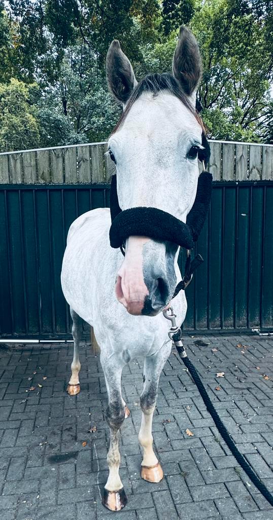 Eye cather te koop, Dieren en Toebehoren, Paarden, Hengst, Onbeleerd, 3 tot 6 jaar, Springpaard