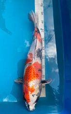 Kin showa! 50cm +- vanaf 2,- p cm, Karper of Koi