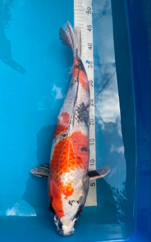 Kin showa! 50cm +- vanaf 2,- p cm, Dieren en Toebehoren, Vissen | Vijvervissen, Karper of Koi