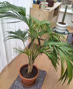 Grote Kentia palm, Huis en Inrichting, Kamerplanten, Ophalen, 100 tot 150 cm, Palm, Halfschaduw