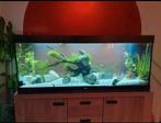 Aquarium stenen, Dieren en Toebehoren, Vissen | Aquaria en Toebehoren, Ophalen, Zo goed als nieuw, Plant(en), Steen of Hout