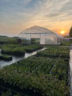 Vaste tuinplanten - SCHERP GEPRIJSD - ZATERDAG GEOPEND, Ophalen of Verzenden, Vaste plant