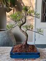 Syzygium Bonsai, Bloeit niet, Halfschaduw, Minder dan 100 cm, Overige soorten