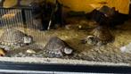 Waterschildpad sternotherus carinatus, Dieren en Toebehoren, Reptielen en Amfibieën