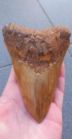 Megalodon haaientand XL 13,2 cm fossiel uit Indonesië haai, Verzamelen, Ophalen of Verzenden, Fossiel