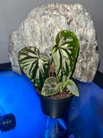 Begonia Variabilis x Begonia phoeniogramma, Ophalen of Verzenden, Halfschaduw, Minder dan 100 cm