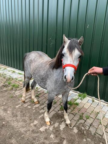 Tekoop super mooie 2,5 jarige welshA merrie  beschikbaar voor biedingen