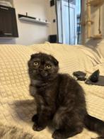 Brits korthaar kitten, Poes, Kortharig, 0 tot 2 jaar