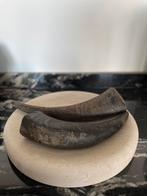 2x groot dieren hoorn gewei koe buffel dierenhoorn zwart, Ophalen of Verzenden