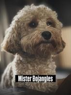 Australian labradoodle mini dekreu, Dieren en Toebehoren, Reu, CDV (hondenziekte), 1 tot 2 jaar, Eén hond