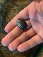 Parrot cichlide, Dieren en Toebehoren, Vissen | Vijvervissen, Goudvis(sen)