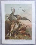 Chromolithograph Roofvogels van Duitsland 1880s, Antiek en Kunst, Kunst | Etsen en Gravures, Ophalen of Verzenden