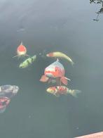 Diverse koi karpers te koop. Ivm veranderen koi selectie., Dieren en Toebehoren, Vissen | Vijvervissen, Karper of Koi