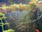 Baby platy’s | baby visjes | platy | aquarium vissen, Dieren en Toebehoren, Vissen | Aquariumvissen, Vis, Zoetwatervis, Schoolvis