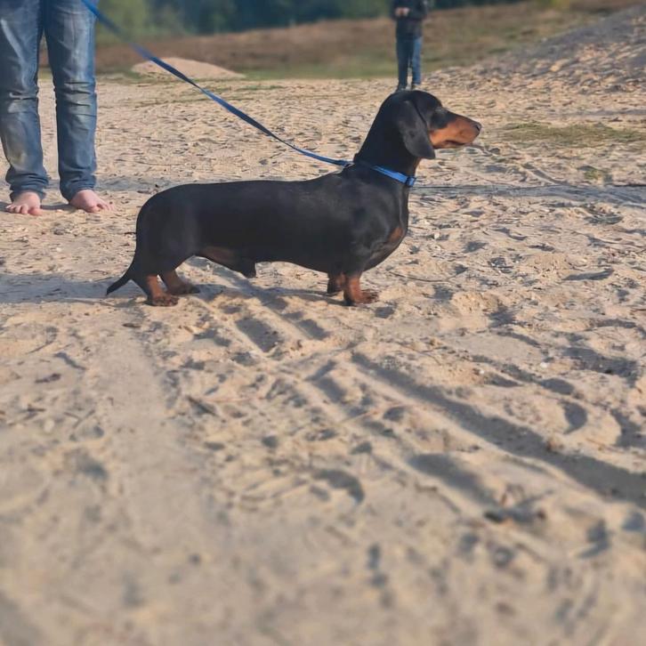 Mooie lieve kanichen teckel dekreu, Dieren en Toebehoren, Honden | Dekreuen, Reu, Particulier, Eén hond, Nederland, 1 tot 2 jaar