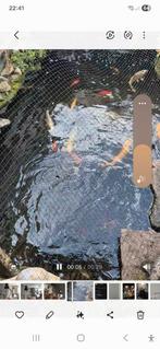 Vissen te koop, Karper of Koi