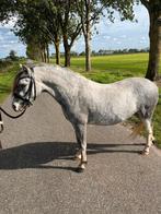 Super brave kinderpony Welsh A, Dieren en Toebehoren, Pony's, Merrie, B, Gechipt, A pony (tot 1.17m)