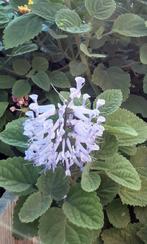 Plectranthus zuluensis, Ophalen of Verzenden, Zomer
