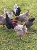 3 Bleu de Landes hennen, Dieren en Toebehoren, Pluimvee, Vrouwelijk, Kip