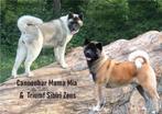 American Akita pups, Dieren en Toebehoren, Honden | Poolhonden, Keeshonden en Oertypen, CDV (hondenziekte), Particulier, Meerdere