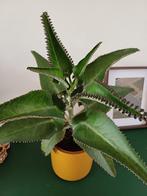 Kalanchoë, mother of thousands, bommenwerper stekjes, Huis en Inrichting, Ophalen, Overige soorten, Minder dan 100 cm