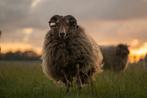 Gezocht dekram Drents heide schaap oktober 2025, Dieren en Toebehoren, Schapen, Geiten en Varkens, Mannelijk, Schaap