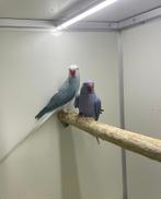 kweekkoppel halsbandparkieten opaline wkws, Meerdere dieren, Parkiet