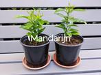 Biologische mandarijn planten - per stuk, Ophalen, Volle zon, Vaste plant, Zomer