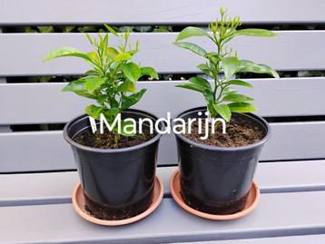 Biologische mandarijn planten - per stuk beschikbaar voor biedingen
