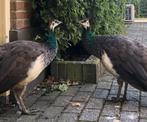 2 jonge blauwe pauw hennen van 2024, Dieren en Toebehoren, Vrouwelijk, Overige soorten