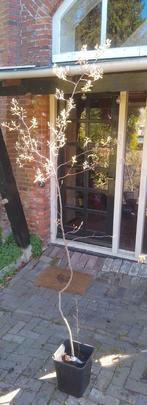 Krentenboom Amelanchier, Halfschaduw, Overige soorten, Lente, 250 tot 400 cm