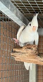 Albino valkparkiet pop broedrijp, Dieren en Toebehoren, Vogels | Parkieten en Papegaaien, Vrouwelijk, Parkiet