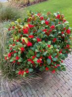 Skimmia japonica met rode bessen, Tuin en Terras, Planten | Tuinplanten, Vaste plant, Halfschaduw, Herfst, Ophalen
