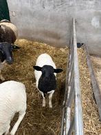 Tk Dorper rammen geb 12-2025, Mannelijk, Schaap